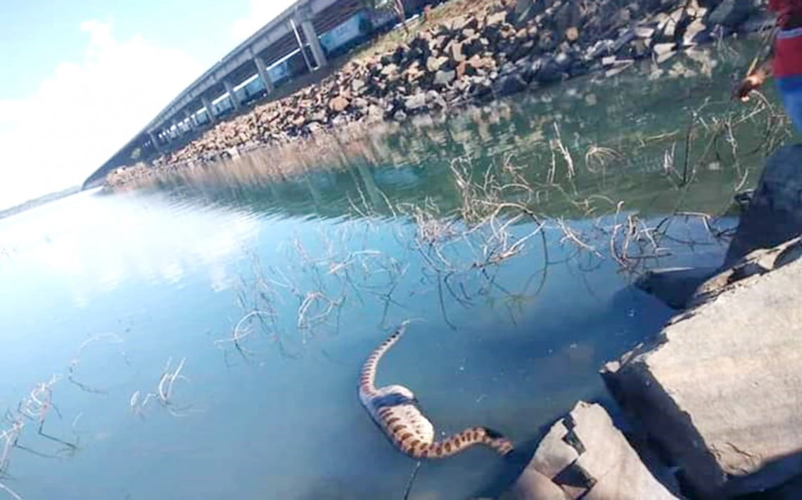 Sucurí é flagrada às margens no Rio Paraná após engolir Capivara