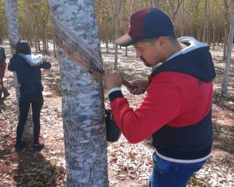 Foto: Arquivo Sindicato Rural de Aparecida do Taboado
