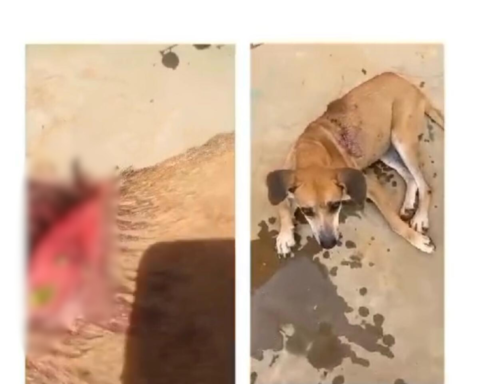 Os animais foram resgatados neste domingo (30)/ Foto: Reprodução Internet