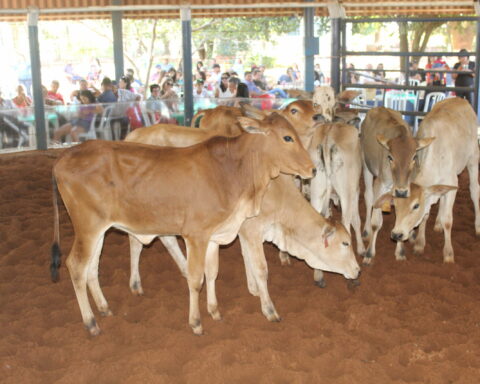 20ª edição do Leilão Direito de Viver acontecerá em junho/ Foto: Arquivo Costa Leste News