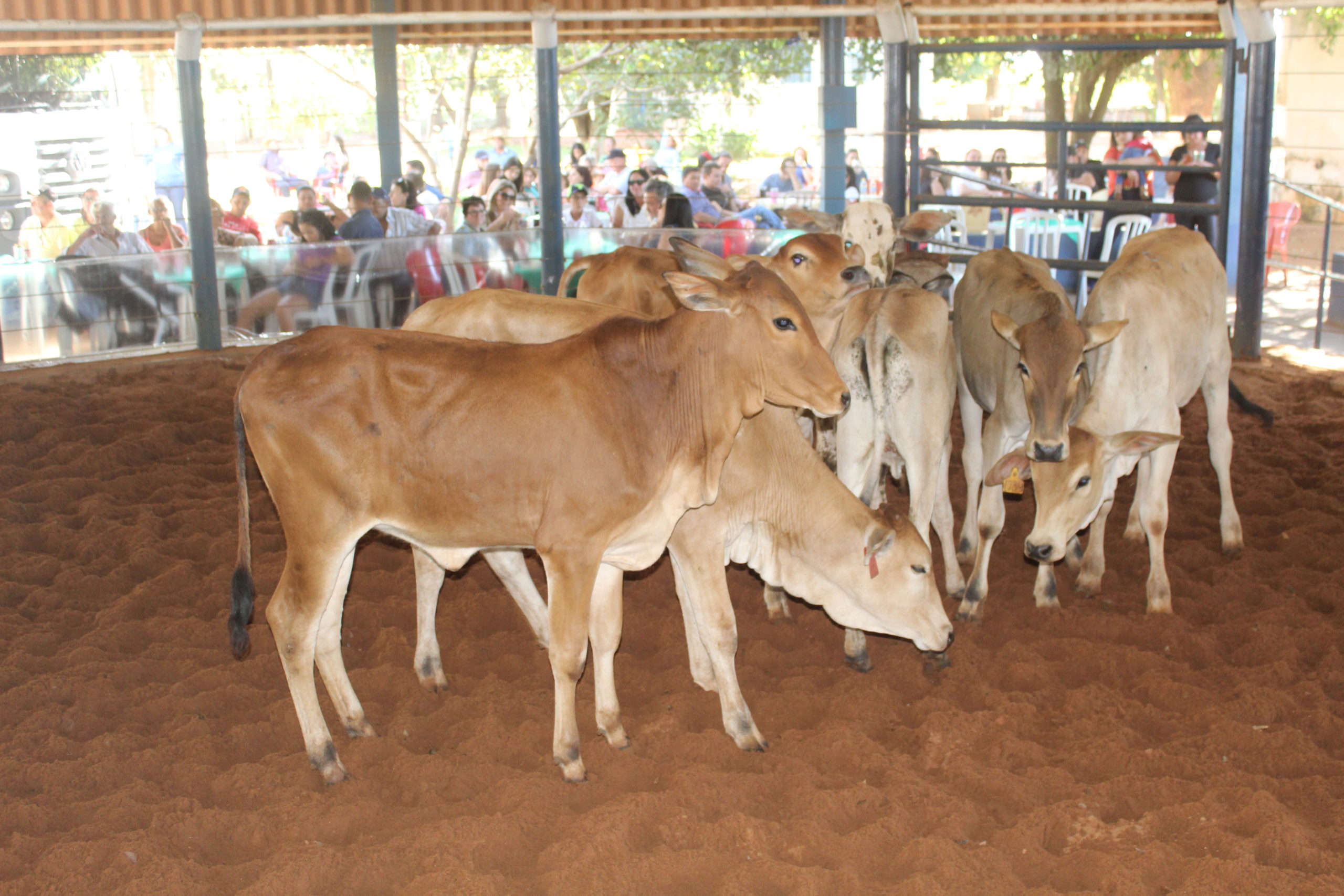20ª edição do Leilão Direito de Viver acontecerá em junho/ Foto: Arquivo Costa Leste News