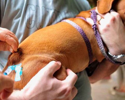 Foto: Reprodução Internet