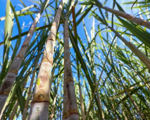 Foto de capa: Álvaro Rezende/Secom