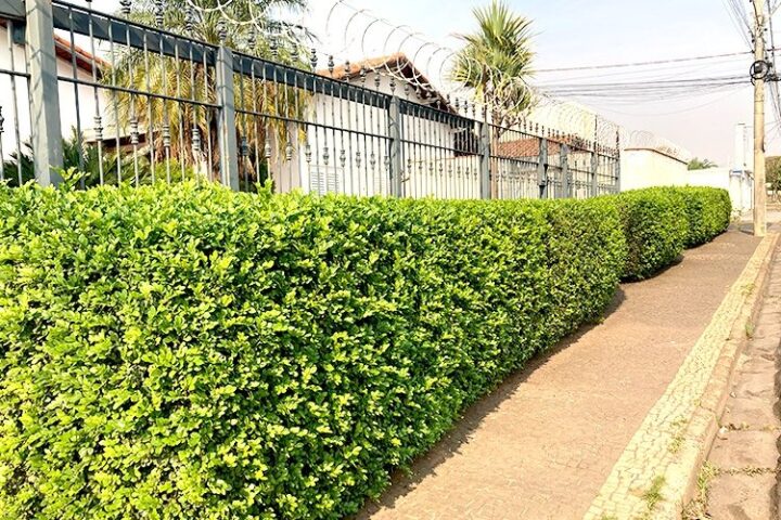 Foto: Reprodução internet