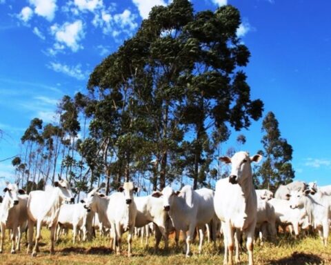 Divulgação/Semadesc