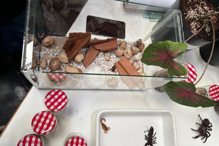 Foto capa: Helton Davis