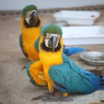 Fotos: Álvaro Rezende / Secom