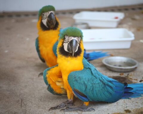 Fotos: Álvaro Rezende / Secom