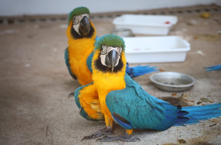 Fotos: Álvaro Rezende / Secom