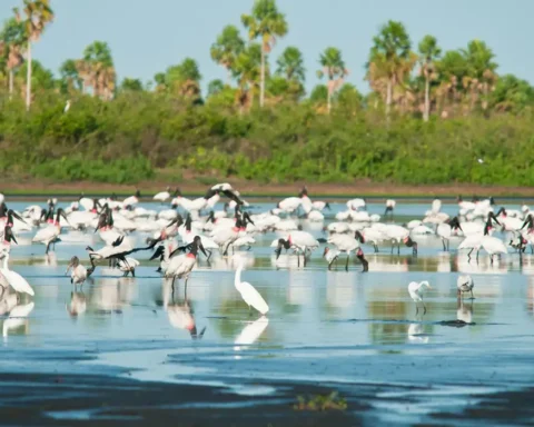 © Palê Zuppani/ICMbio