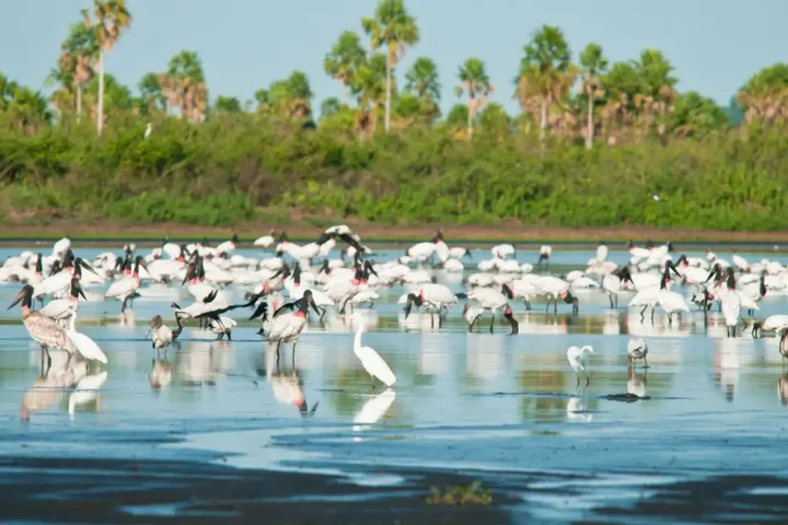 © Palê Zuppani/ICMbio