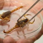 Foto: Divulgação SES