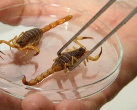 Foto: Divulgação SES