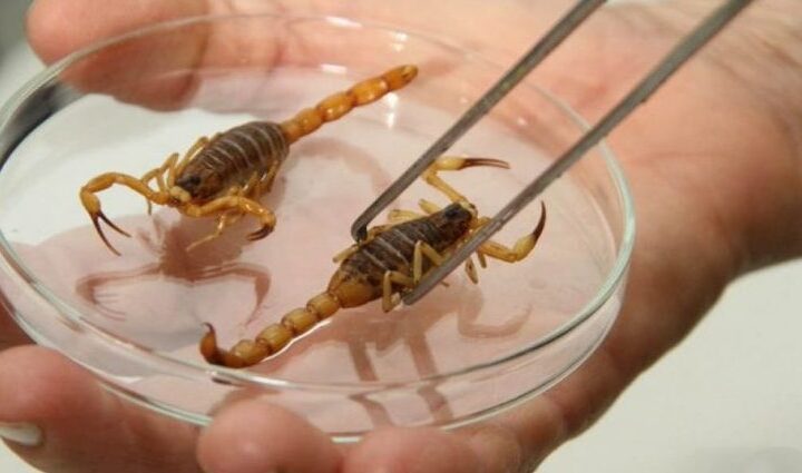 Foto: Divulgação SES